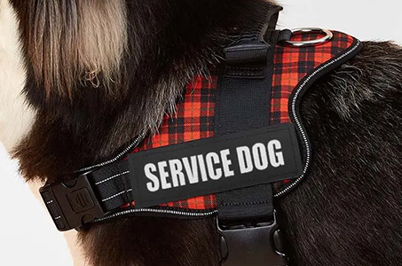 patchs velcro personnalisés pour harnais de chien