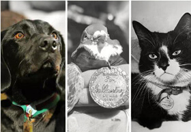 Brave Animals