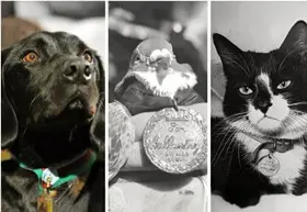 Brave Animals Brave Animals